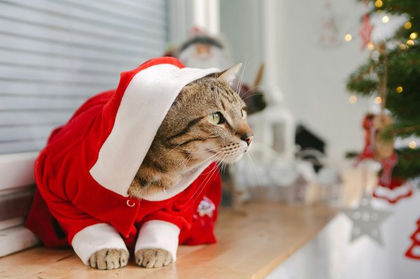 Races de chat : découvrez les plus fascinantes et uniques